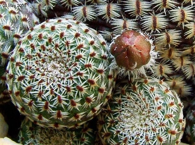Rebutia_ heliosa _KK844 _15